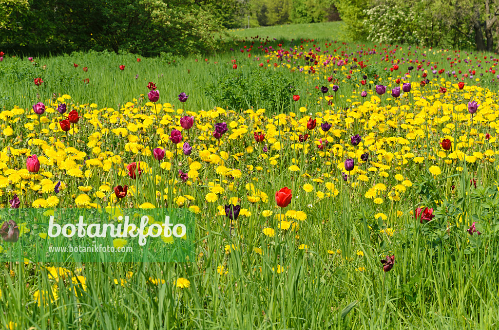 495355 - Gewöhnlicher Löwenzahn (Taraxacum officinale) und Tulpen (Tulipa)