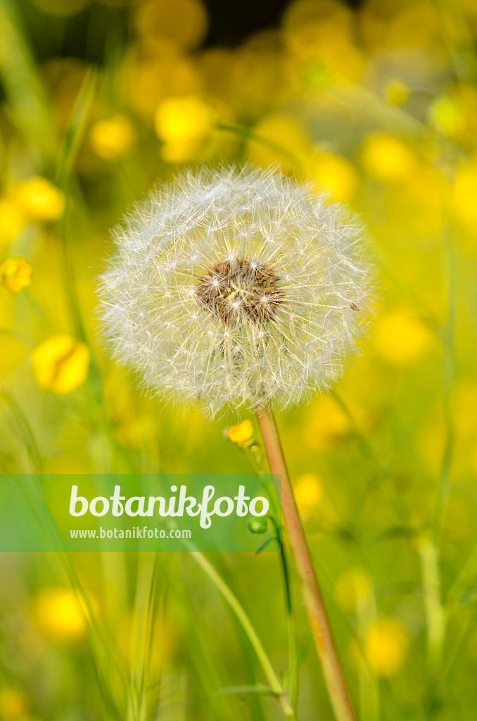 520316 - Gewöhnlicher Löwenzahn (Taraxacum officinale)