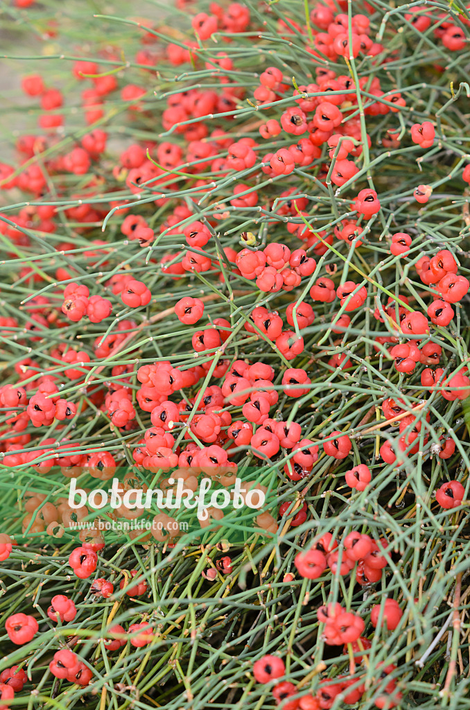 534485 - Gewöhnlicher Meerträubel (Ephedra distachya)