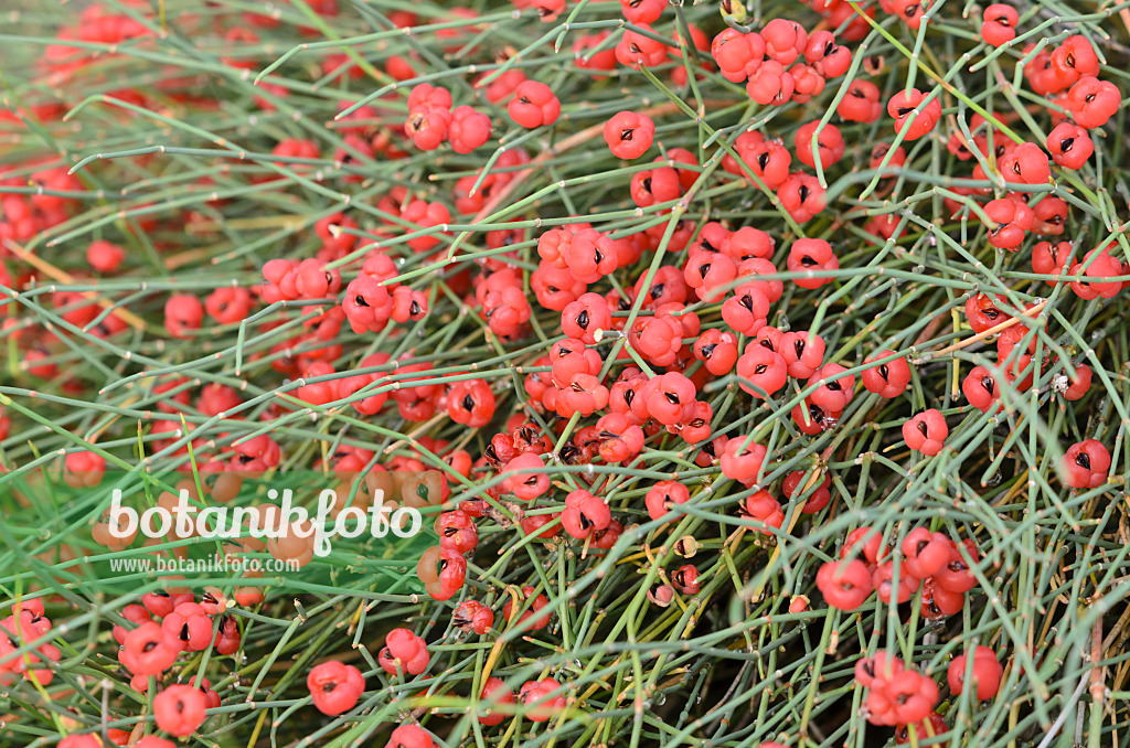 534486 - Gewöhnlicher Meerträubel (Ephedra distachya)