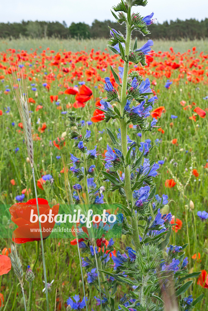 610014 - Gewöhnlicher Natternkopf (Echium vulgare) und Klatschmohn (Papaver rhoeas)