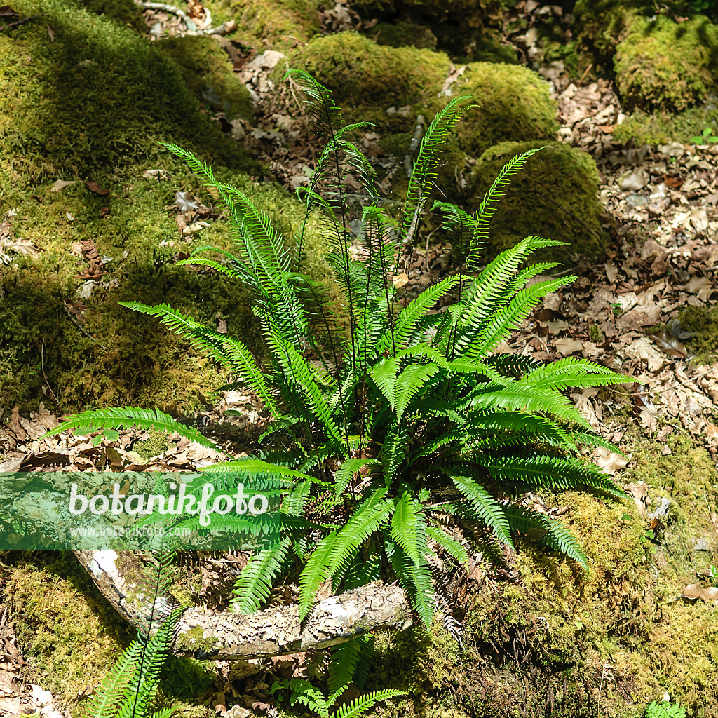 547092 - Gewöhnlicher Rippenfarn (Blechnum spicant)