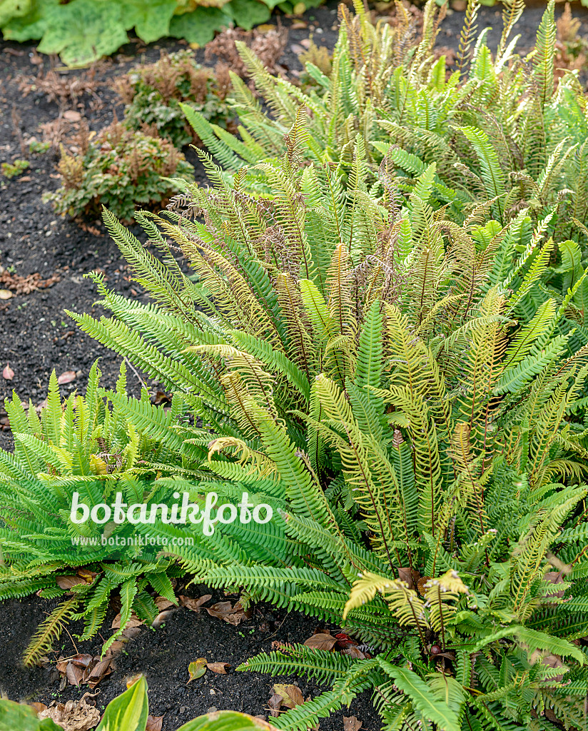 575027 - Gewöhnlicher Rippenfarn (Blechnum spicant)