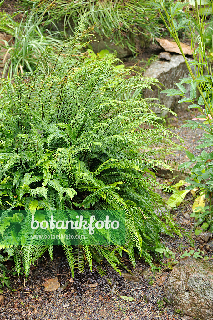 535387 - Gewöhnlicher Rippenfarn (Blechnum spicant) auf steinigem Boden zwischen Felssteinen