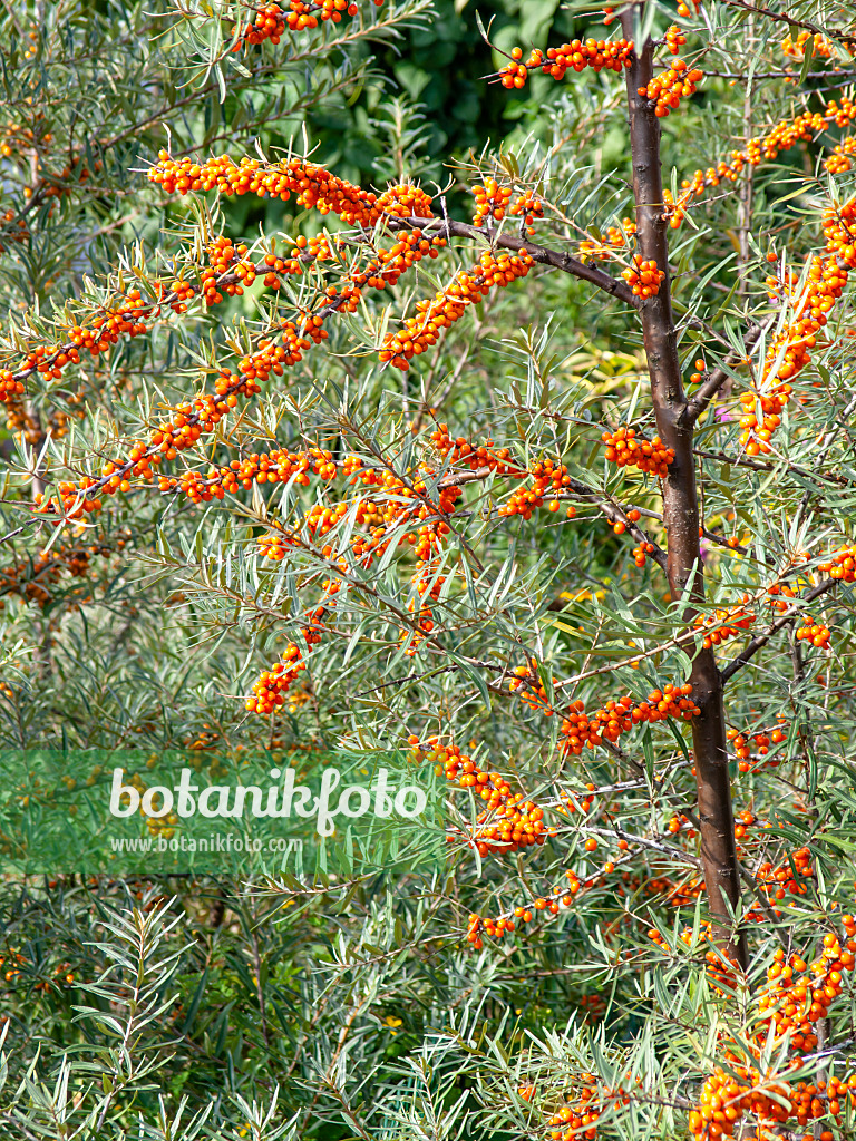 441005 - Gewöhnlicher Sanddorn (Hippophae rhamnoides)