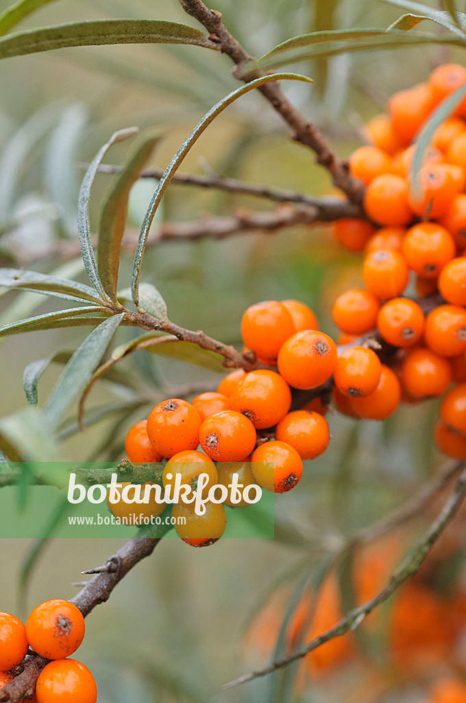 489028 - Gewöhnlicher Sanddorn (Hippophae rhamnoides)