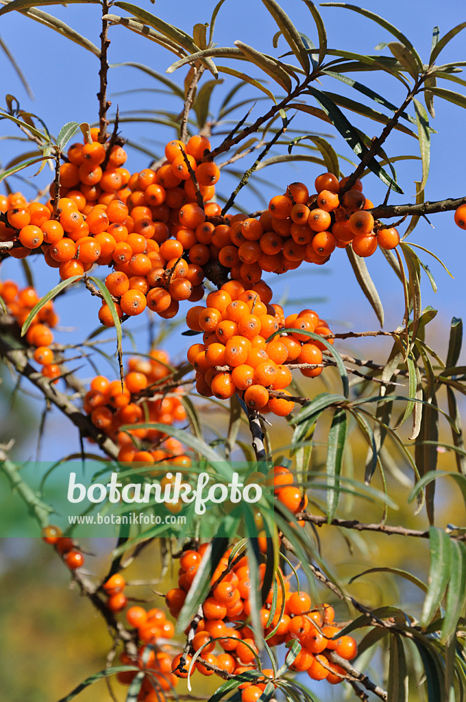 489076 - Gewöhnlicher Sanddorn (Hippophae rhamnoides)