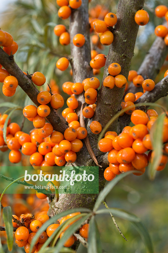 513053 - Gewöhnlicher Sanddorn (Hippophae rhamnoides)