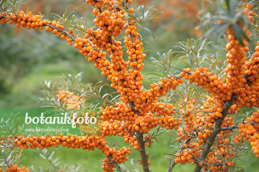 526103 - Gewöhnlicher Sanddorn (Hippophae rhamnoides 'Leikora')