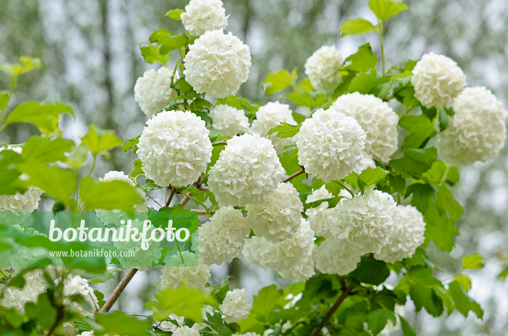 520283 - Gewöhnlicher Schneeball (Viburnum opulus)