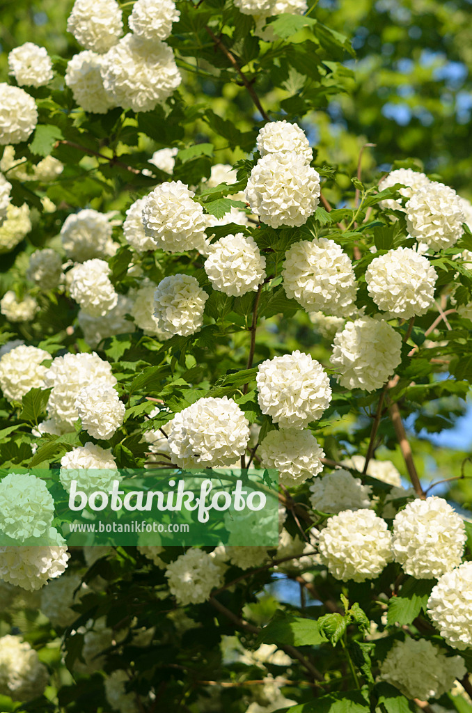 520313 - Gewöhnlicher Schneeball (Viburnum opulus)