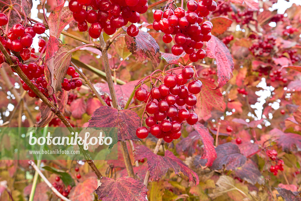 538005 - Gewöhnlicher Schneeball (Viburnum opulus)