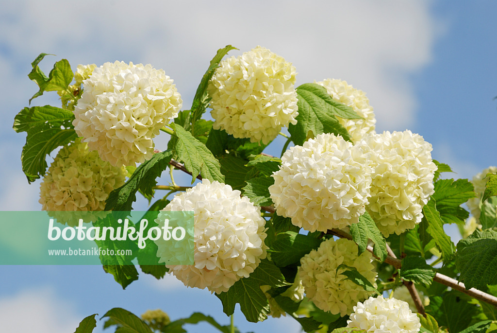 472172 - Gewöhnlicher Schneeball (Viburnum opulus 'Roseum')