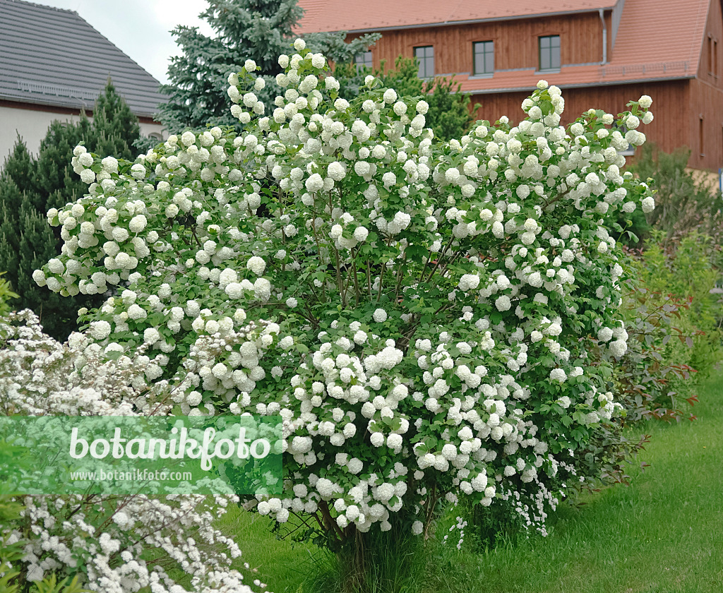 490183 - Gewöhnlicher Schneeball (Viburnum opulus 'Roseum')