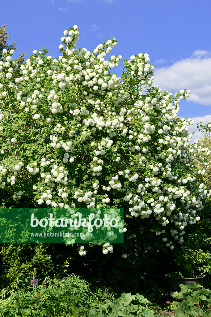 568006 - Gewöhnlicher Schneeball (Viburnum opulus 'Roseum')