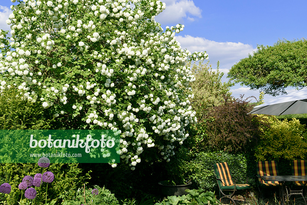 568007 - Gewöhnlicher Schneeball (Viburnum opulus 'Roseum')