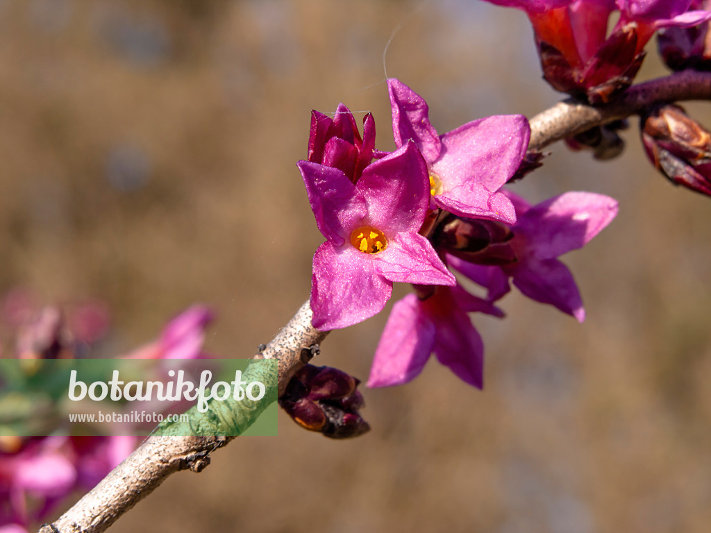 423016 - Gewöhnlicher Seidelbast (Daphne mezereum)