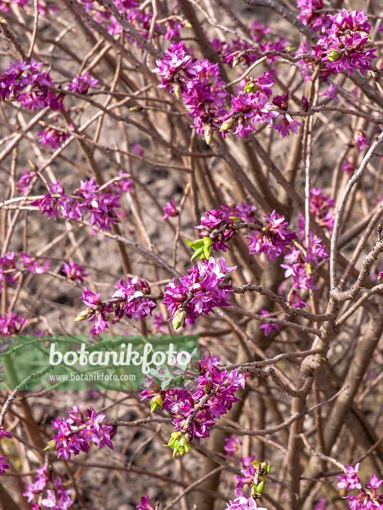 436134 - Gewöhnlicher Seidelbast (Daphne mezereum)