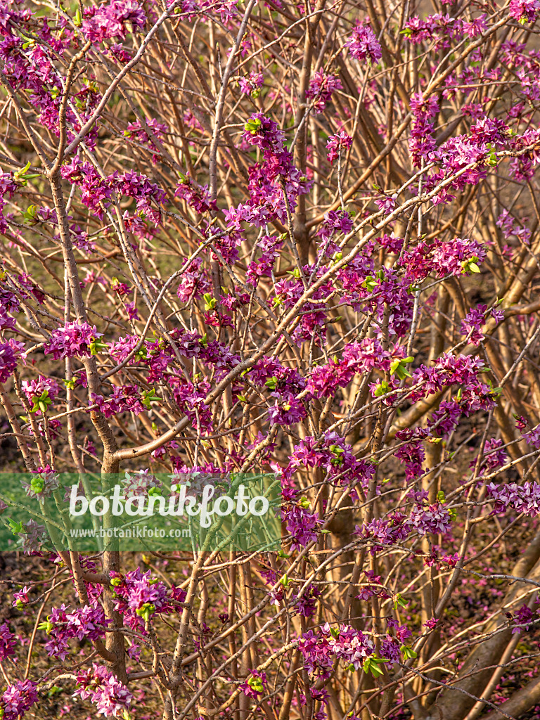 436210 - Gewöhnlicher Seidelbast (Daphne mezereum)