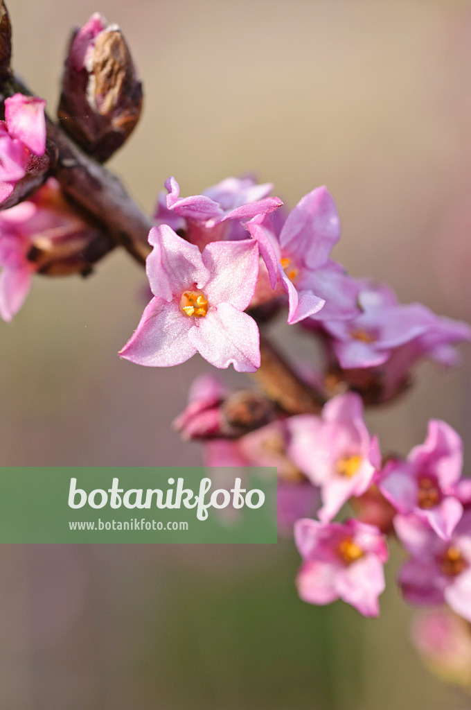 470051 - Gewöhnlicher Seidelbast (Daphne mezereum)