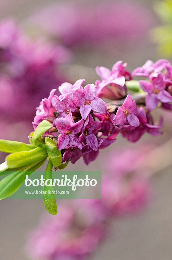 519073 - Gewöhnlicher Seidelbast (Daphne mezereum)