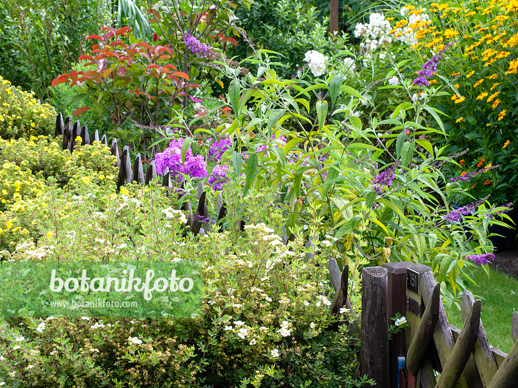 474298 - Gewöhnlicher Sommerflieder (Buddleja davidii) und Fingerkraut (Potentilla)