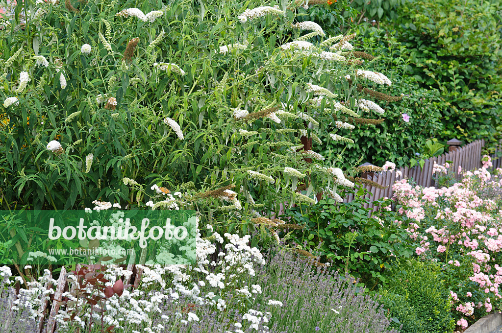 474326 - Gewöhnlicher Sommerflieder (Buddleja davidii)