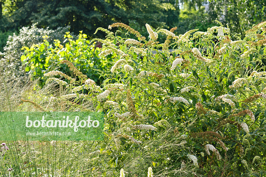 474409 - Gewöhnlicher Sommerflieder (Buddleja davidii)