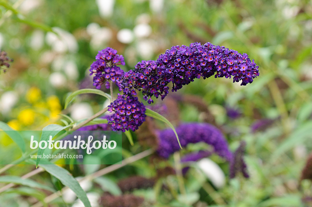 475140 - Gewöhnlicher Sommerflieder (Buddleja davidii)