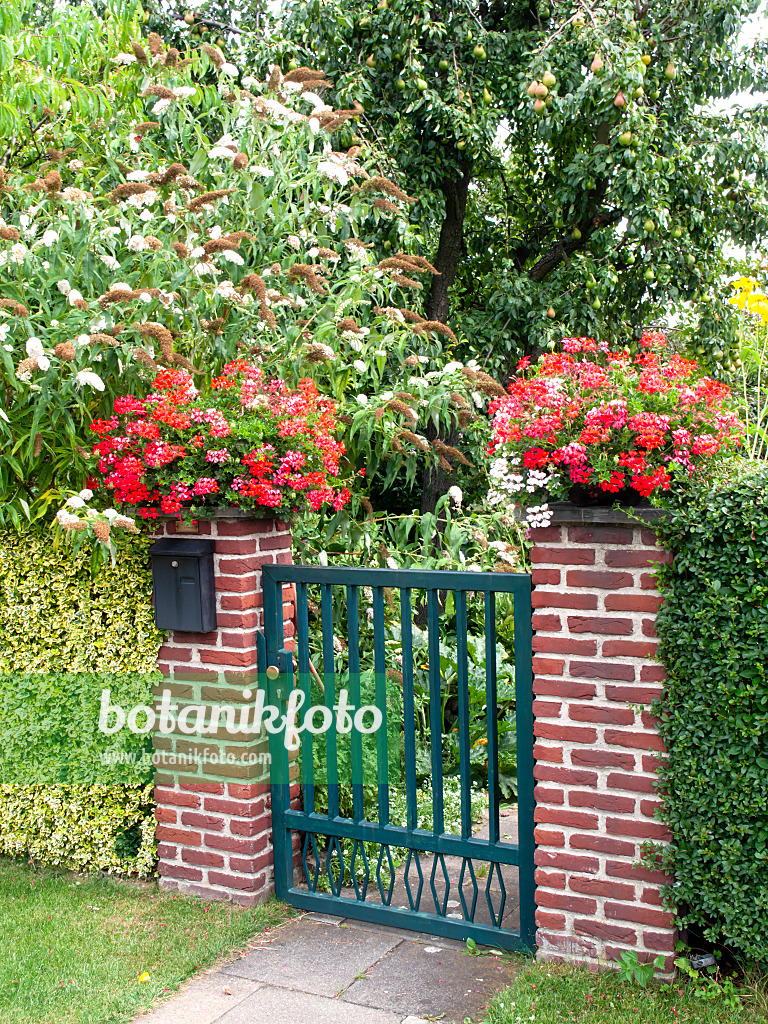 475146 - Gewöhnlicher Sommerflieder (Buddleja davidii) und Pelargonie (Pelargonium) an einer Gartentür