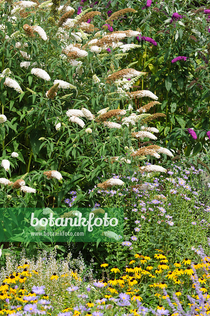 487138 - Gewöhnlicher Sommerflieder (Buddleja davidii)