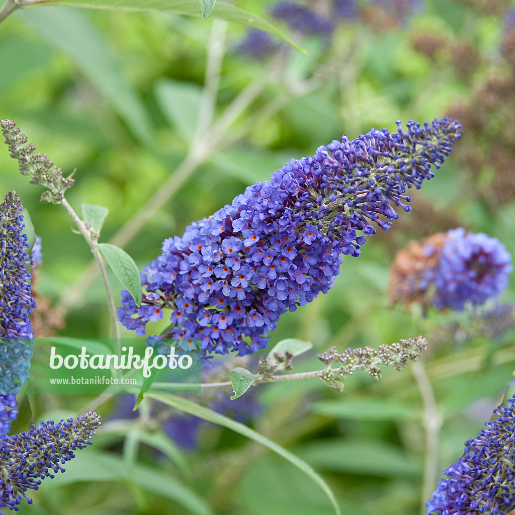 502122 - Gewöhnlicher Sommerflieder (Buddleja davidii 'Ellens Blue')