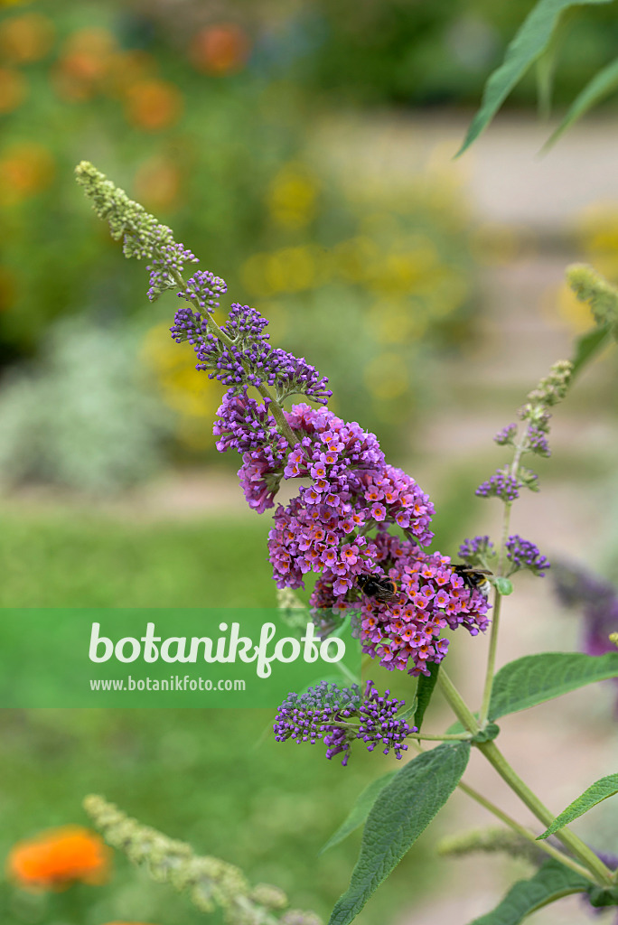 575030 - Gewöhnlicher Sommerflieder (Buddleja davidii 'Flower Power')