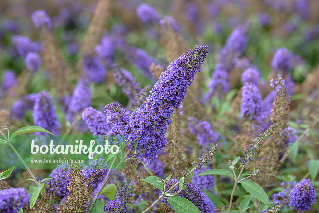 575031 - Gewöhnlicher Sommerflieder (Buddleja davidii 'Ellens Blue')