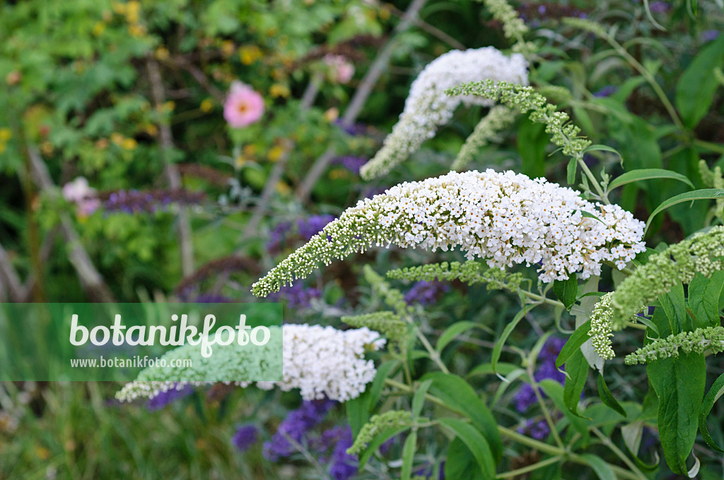 474415 - Gewöhnlicher Sommerflieder (Buddleja davidii 'Black Knight')