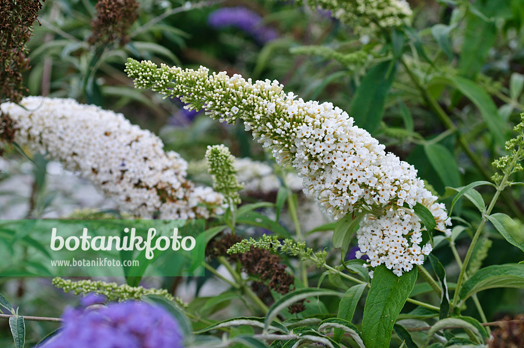 474416 - Gewöhnlicher Sommerflieder (Buddleja davidii 'Black Knight')