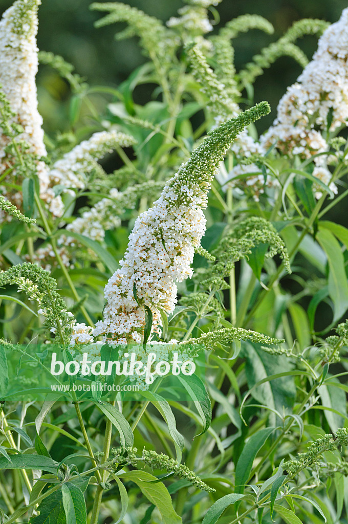 487023 - Gewöhnlicher Sommerflieder (Buddleja davidii 'Black Knight')