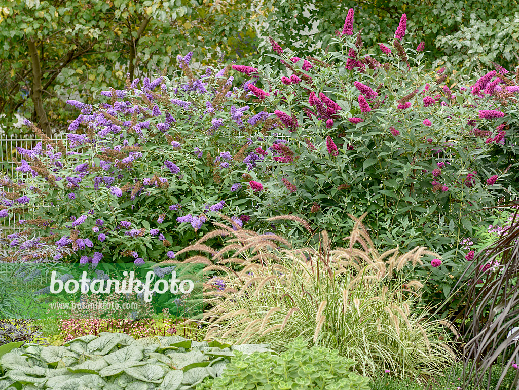 547097 - Gewöhnlicher Sommerflieder (Buddleja davidii 'Buzz Blue' und Buddleja davidii 'Buzz Velvet')