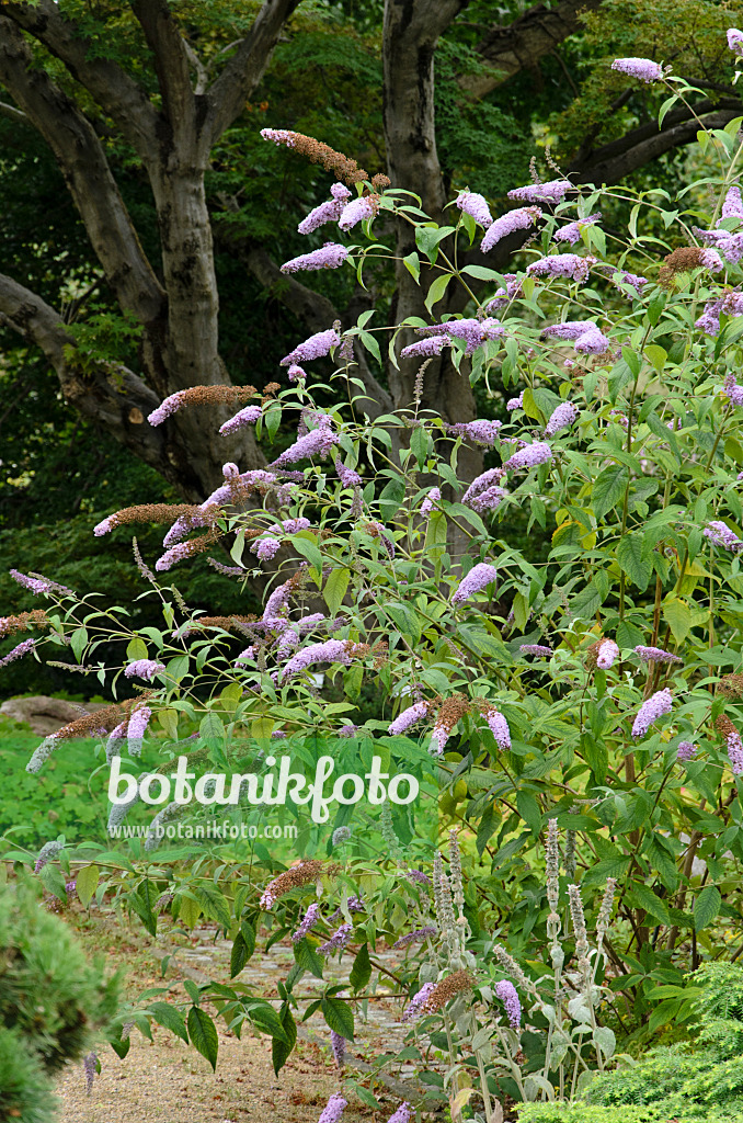 522073 - Gewöhnlicher Sommerflieder (Buddleja davidii 'Nanho Purple')