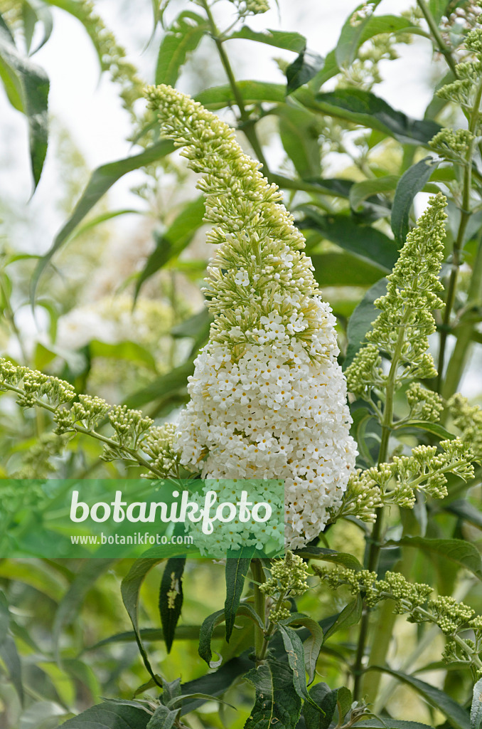 571028 - Gewöhnlicher Sommerflieder (Buddleja davidii 'Peace')