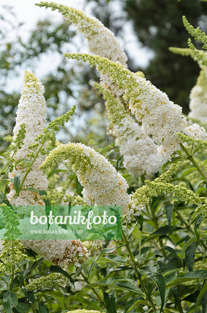 571029 - Gewöhnlicher Sommerflieder (Buddleja davidii 'Peace')