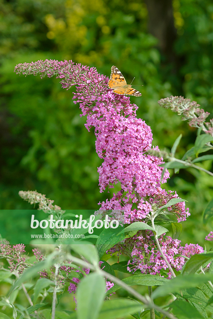 517149 - Gewöhnlicher Sommerflieder (Buddleja davidii 'Pink Delight') und Distelfalter (Vanessa cardui)