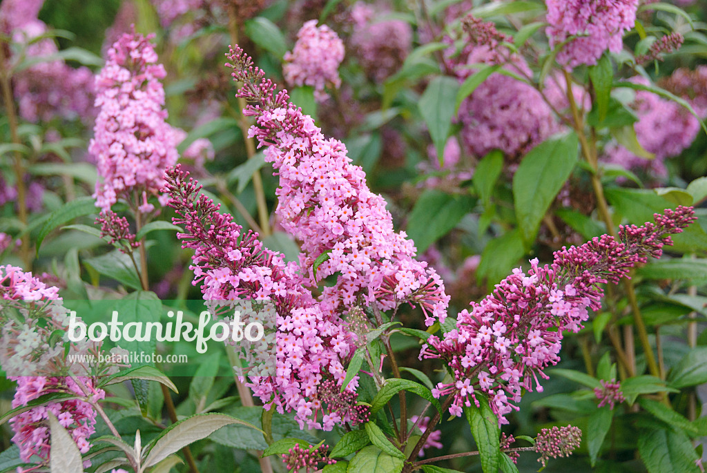 535264 - Gewöhnlicher Sommerflieder (Buddleja davidii 'Rêve de Papillon')