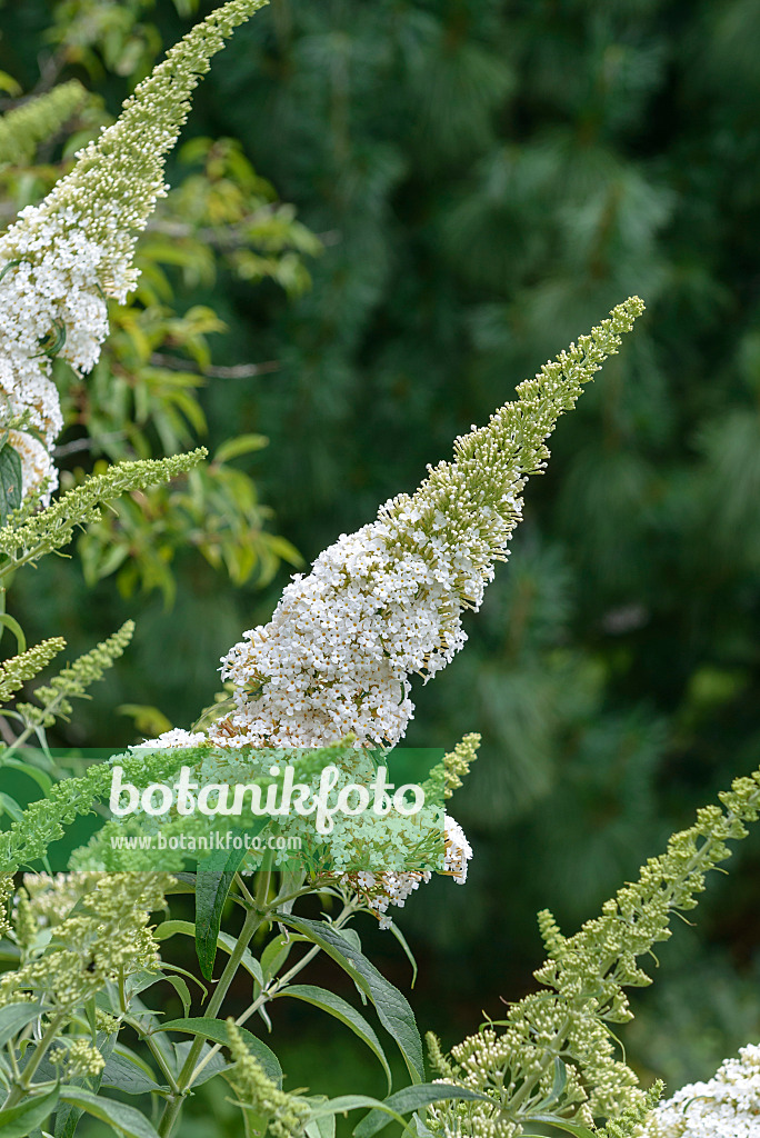 575032 - Gewöhnlicher Sommerflieder (Buddleja davidii 'White Bouquet')