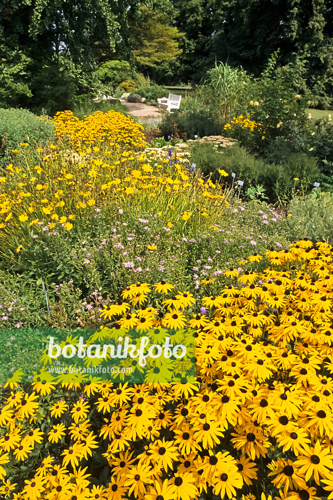 368033 - Gewöhnlicher Sonnenhut (Rudbeckia fulgida)