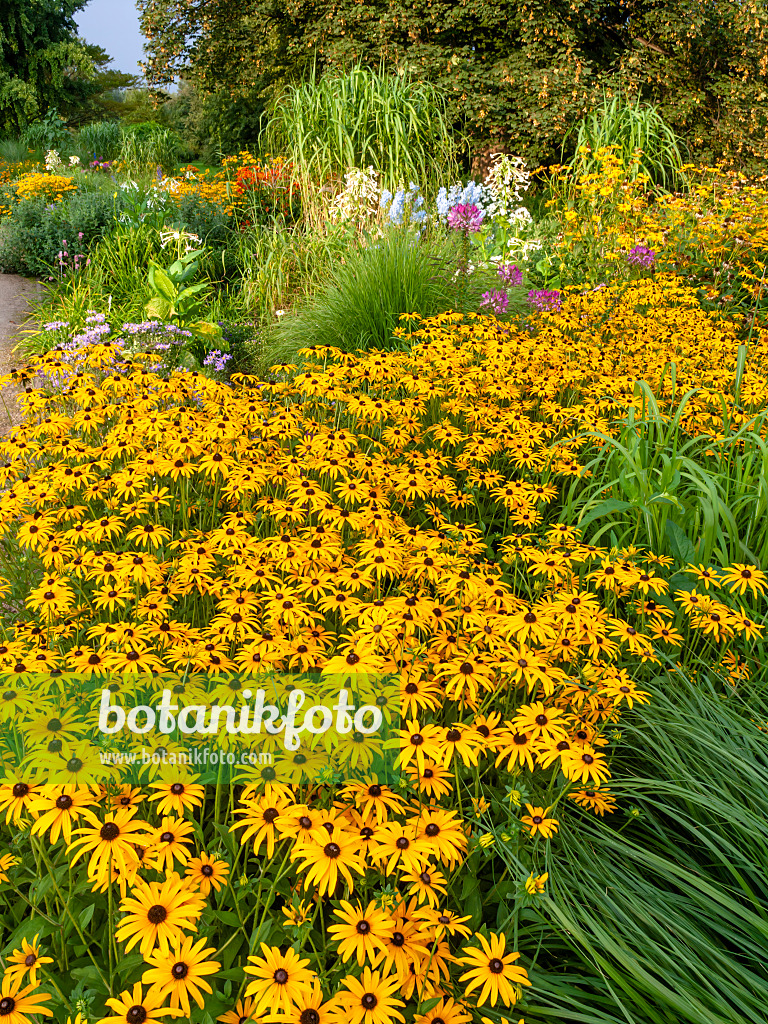 451038 - Gewöhnlicher Sonnenhut (Rudbeckia fulgida)