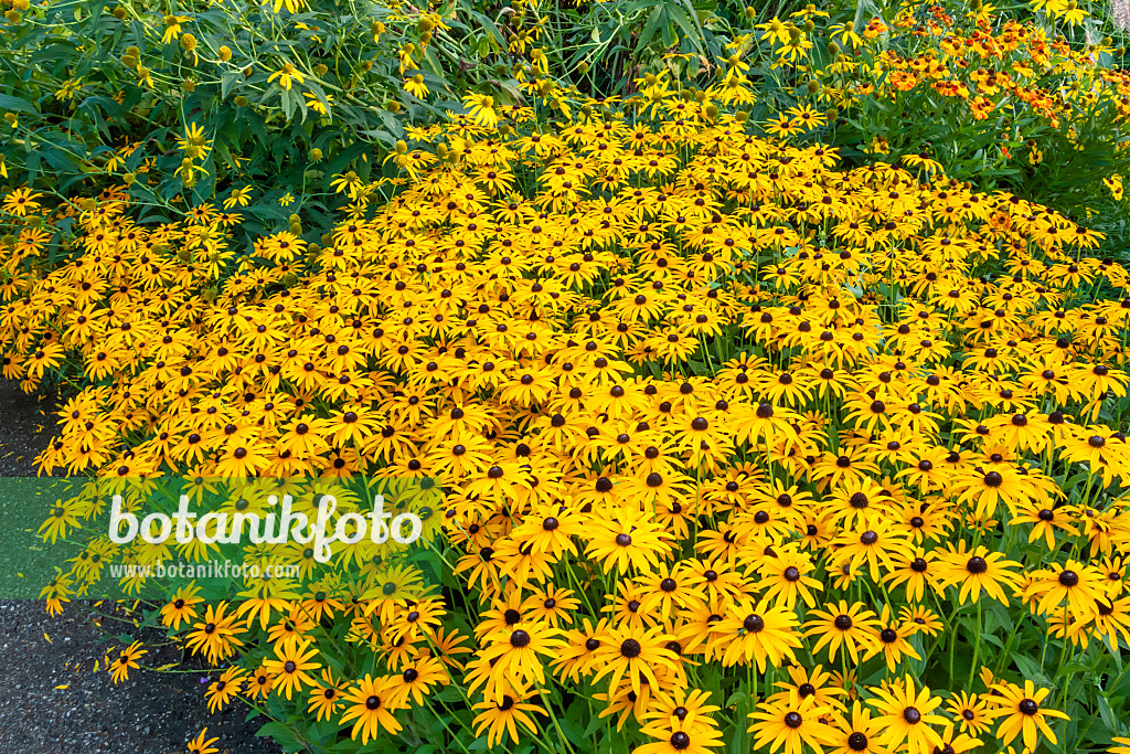 452068 - Gewöhnlicher Sonnenhut (Rudbeckia fulgida)