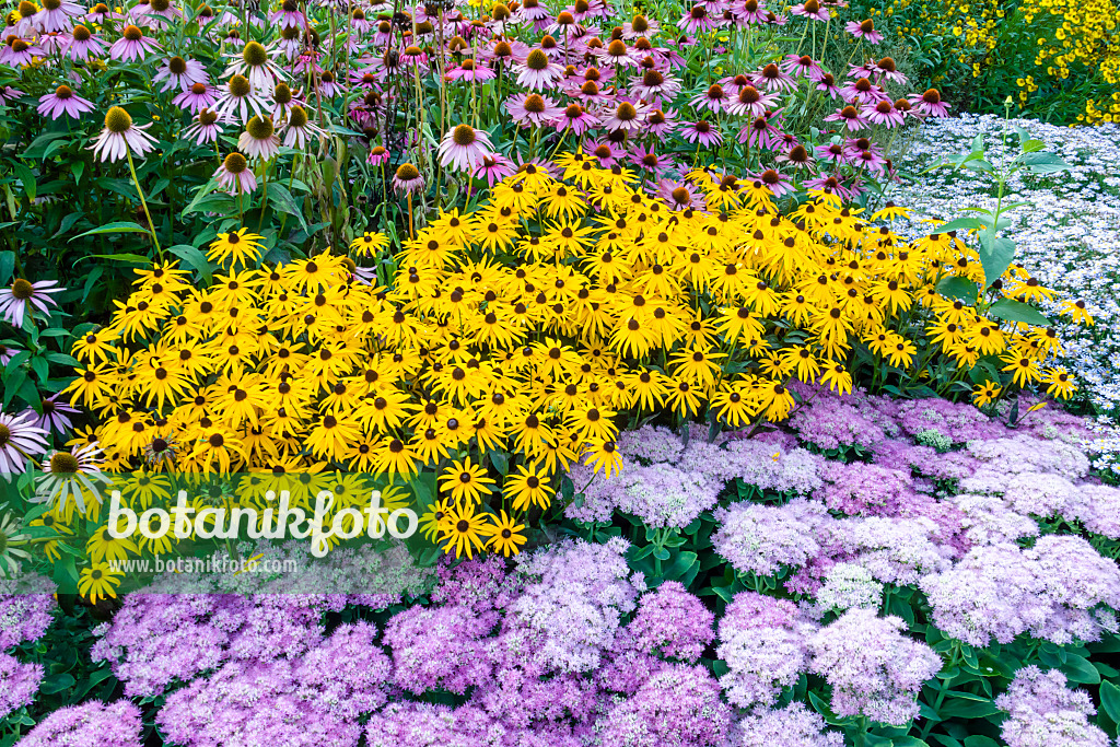 452070 - Gewöhnlicher Sonnenhut (Rudbeckia fulgida), Fetthennen (Sedum), Sonnenhüte (Echinacea) und Astern (Aster)