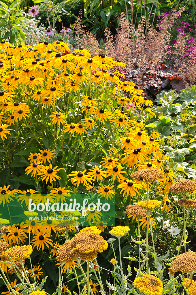 475085 - Gewöhnlicher Sonnenhut (Rudbeckia fulgida), Schafgarbe (Achillea) und Purpurglöckchen (Heuchera)