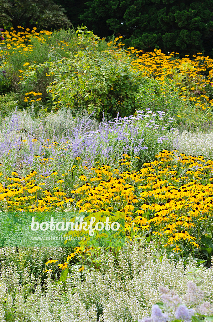 487139 - Gewöhnlicher Sonnenhut (Rudbeckia fulgida) und Perovskie (Perovskia)